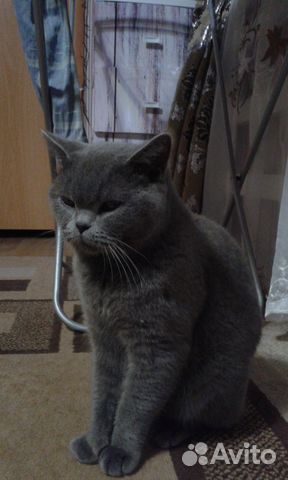 Вязка с шотландским прямоухим котом купить на Зозу.ру - фотография № 2
