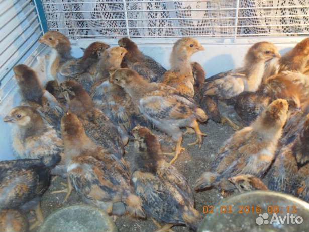 Цыплята несушки порода кучинские купить на Зозу.ру - фотография № 1
