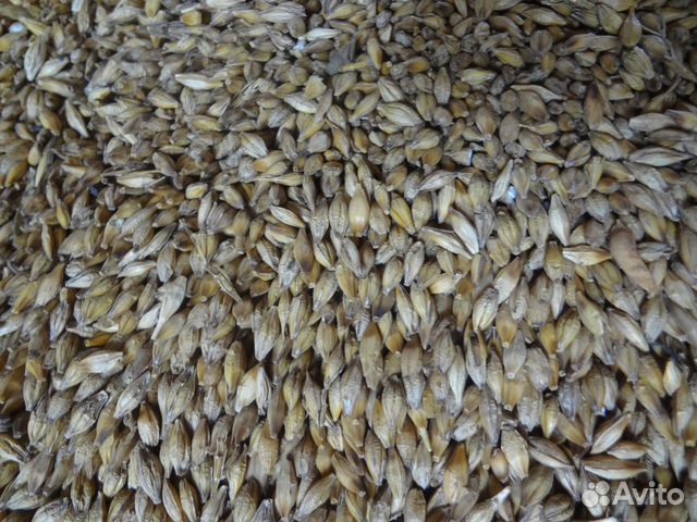 Зерно, пшеница, ячмень купить на Зозу.ру - фотография № 2