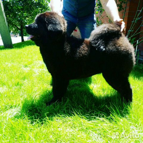 Maremma welpenfutter. маремма собака щенок. авито сочи животные. авито сочи животные. в добрые руки собаки маленьких пород сочи.