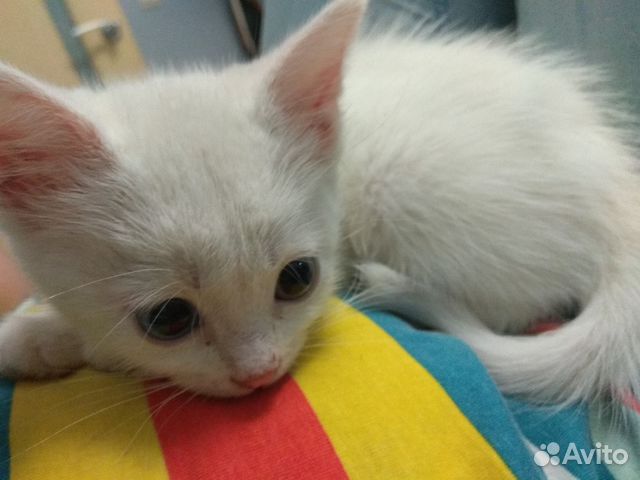 Котята, кошки и коты в добрые руки от Бездомнышей