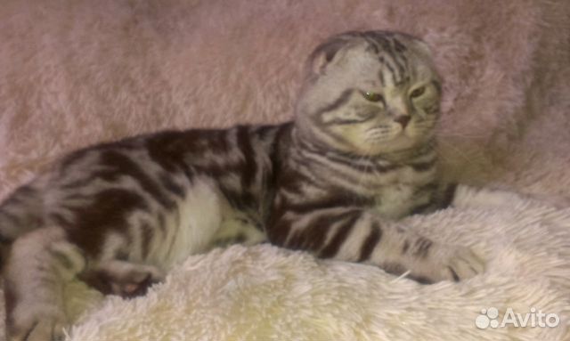 Шотландский котик приглашает на вязку