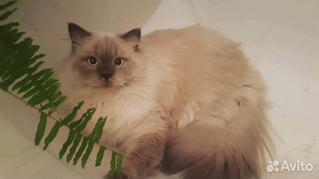 Шотландец прямоушка приглашает кошечку на вязку