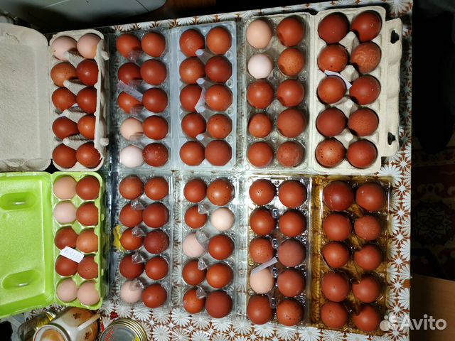Инкубационное яйцо кур породы Маран черно-медный купить на Зозу.ру - фотография № 2