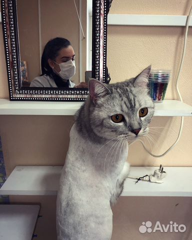 Груминг (стрижка кошек)