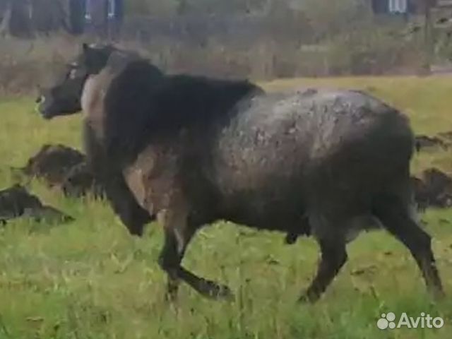 Овцы бараны ягнята Романовской породы