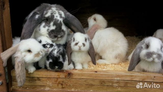 Кролики мясная порода фландр купить на Зозу.ру - фотография № 3