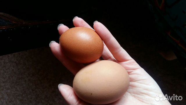 Яйца деревенские