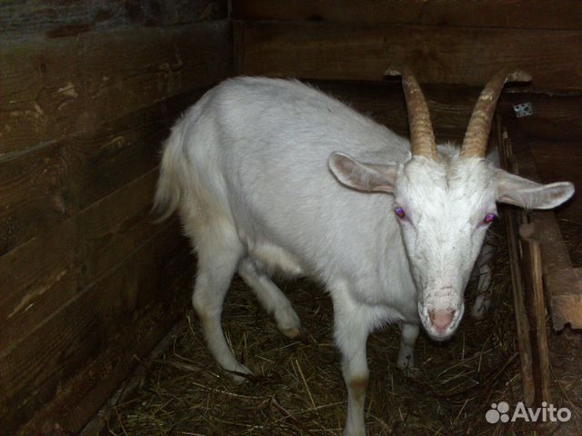Дойная коза и козел альписко-нубийской породы купить на Зозу.ру - фотография № 1