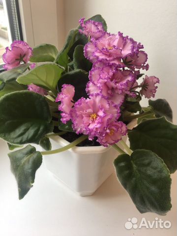 Фиалка Анжелика Фиалка Анжелика