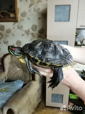 Большая красноухая черепаха купить на Зозу.ру - фотография № 1