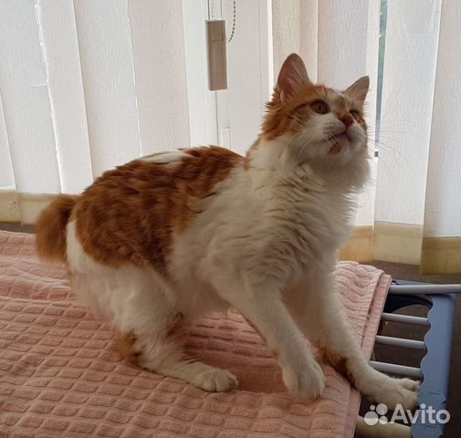 Кошка ищет жениха. Вязка. Где найти кота