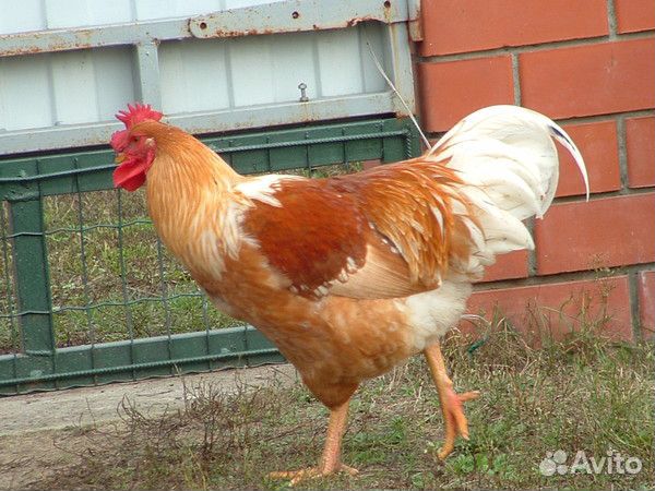 �������� ��������� ������� �����