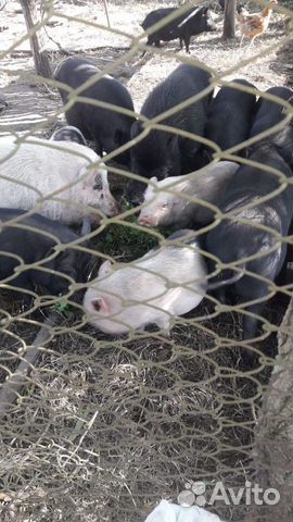 Свиньи вьетнамские купить на Зозу.ру - фотография № 6