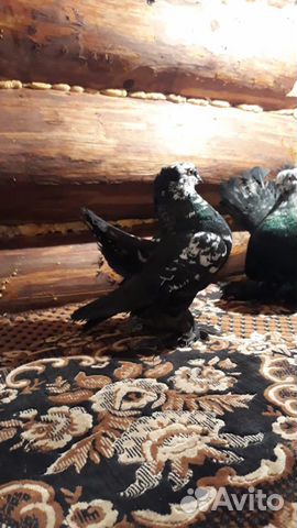 Продаются статные голуби купить на Зозу.ру - фотография № 5