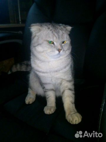 Sälja kattungar