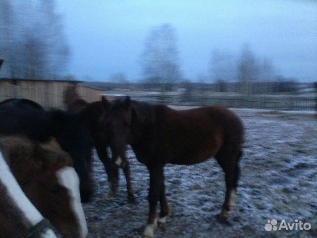 Лошадки купить на Зозу.ру - фотография № 4