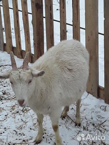 Дойные козы купить на Зозу.ру - фотография № 2