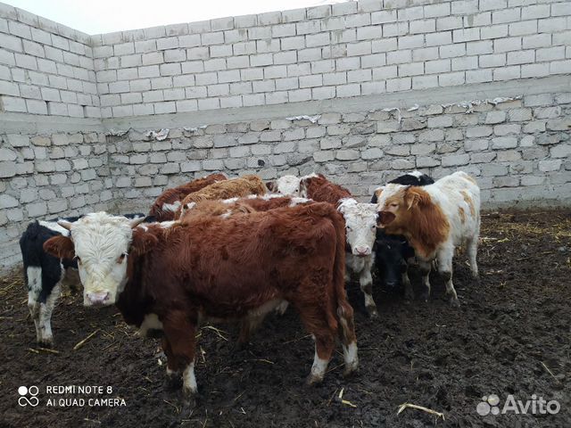 Купить Бычков В Новосибирской Области Свежие Объявления