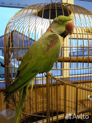 Александрийский ожереловый попугай с клеткой купить на Зозу.ру - фотография № 7