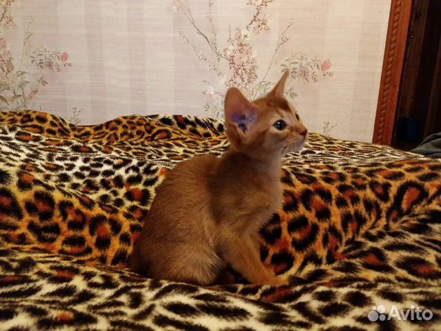 Ласковый Абиссинский котенок. Очень красивый купить на Зозу.ру - фотография № 4