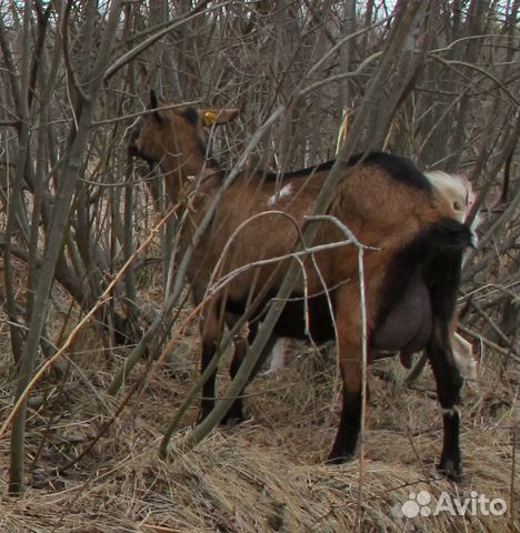 Высокоудойные козы купить на Зозу.ру - фотография № 2