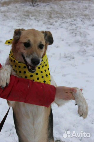 Собака Мия ищет дом купить на Зозу.ру - фотография № 4
