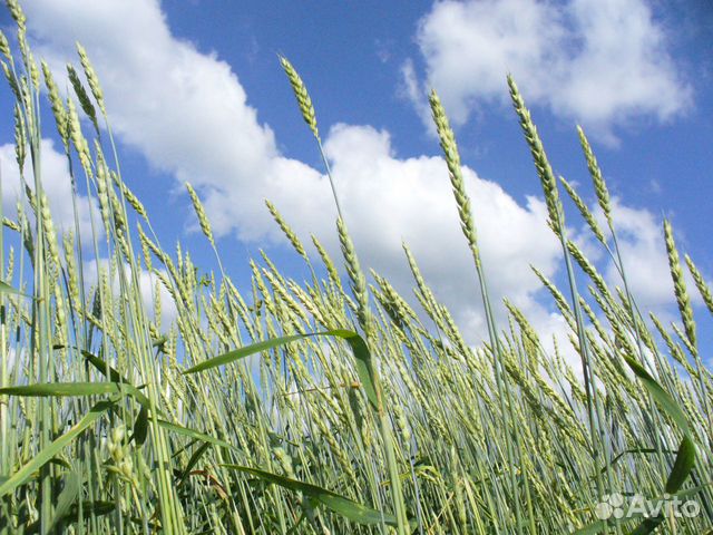 Пшеница, овес фураж купить на Зозу.ру - фотография № 3