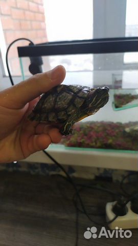 2 водяные черепахи с аквариумом купить на Зозу.ру - фотография № 3