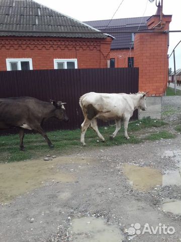 Корова две телки купить на Зозу.ру - фотография № 3