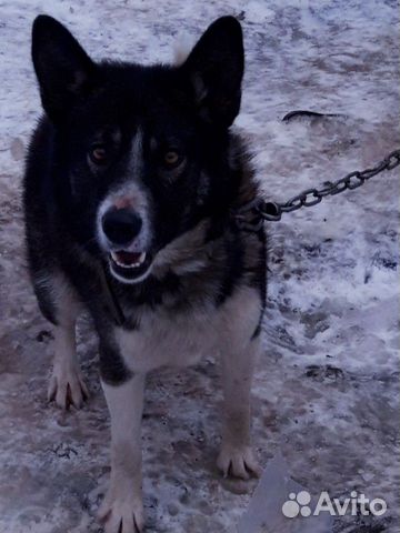 Пёс ищет хозяев купить на Зозу.ру - фотография № 3