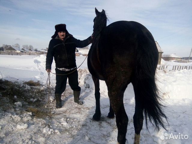 Лошадь Орловской породы купить на Зозу.ру - фотография № 3