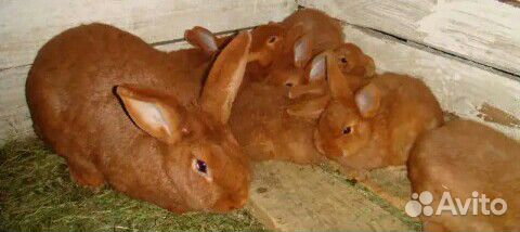 Кролики новозеландский белый и красный купить на Зозу.ру - фотография № 1