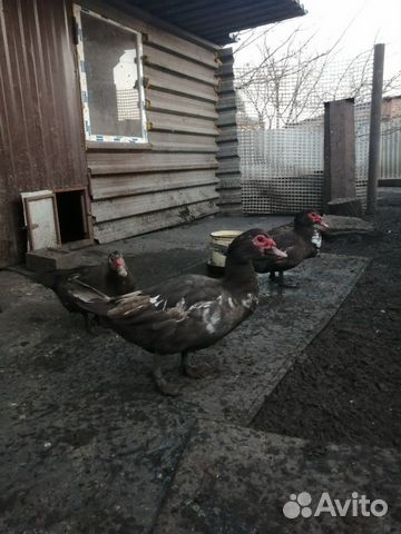 Утки купить на Зозу.ру - фотография № 2