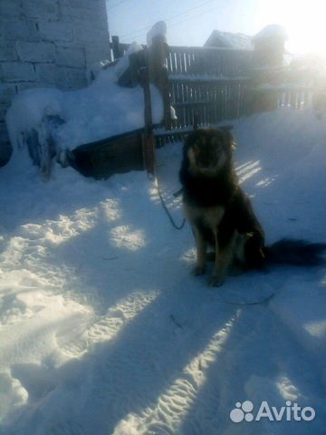 Собака Сашенька, годовалая, умница купить на Зозу.ру - фотография № 7