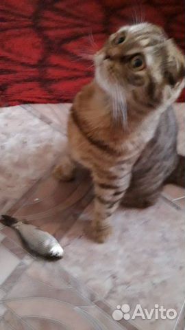 Веслаухая кошка купить на Зозу.ру - фотография № 1