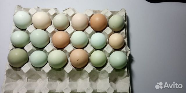 Голубые инкубационные яйца купить на Зозу.ру - фотография № 1