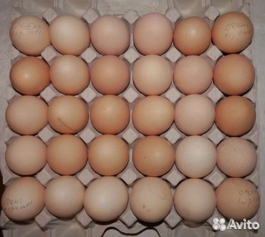 Инкубационное яйцо бройлера кобб 500 купить на Зозу.ру - фотография № 1