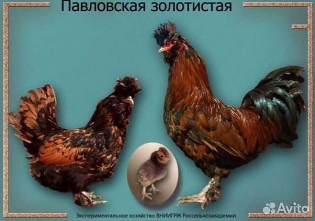 Инкубационное яйцо породистых кур купить на Зозу.ру - фотография № 3