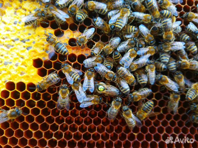 Продам 500 пчелопакетов (Карпатка, Карника) купить на Зозу.ру - фотография № 3