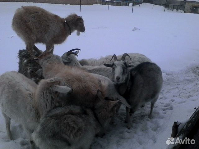 Два козла и пять коз купить на Зозу.ру - фотография № 1