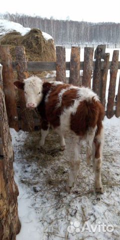 Продам 2 коров с телятами, и тёлочку 1,5 года купить на Зозу.ру - фотография № 2