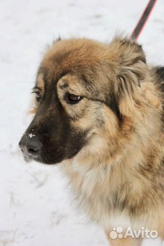 Отдам в хорошие руки, ласковая девочка Шерри Отдам в хорошие руки, ласковая девочка Шерри