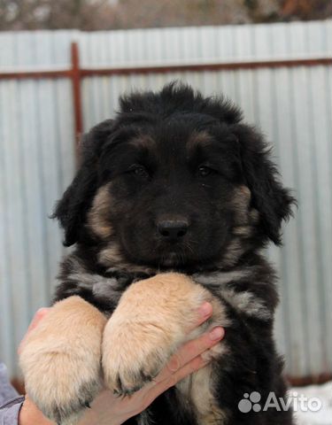 Хотошо, Бурят-монгольская собака /волкодав щенки купить на Зозу.ру - фотография № 3