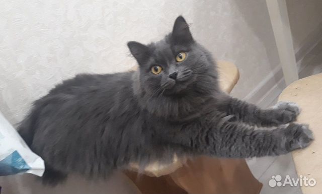 Ищем кота для вязки купить на Зозу.ру - фотография № 1