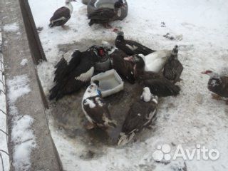 Мускусные селезни утки купить на Зозу.ру - фотография № 1