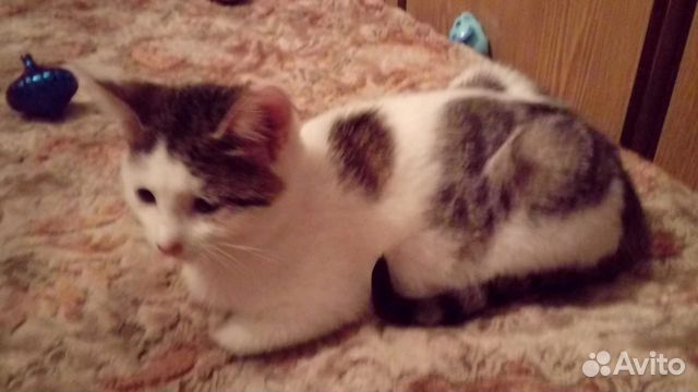 Отдадим 6-ти месячную кошечку в хорошие руки