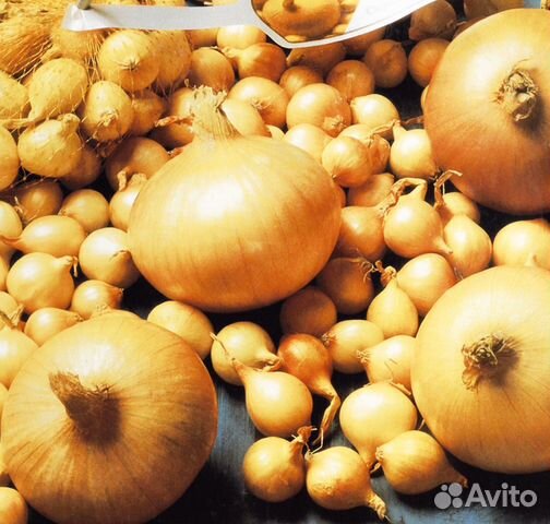 Лук Севок Семена Лук Севок Семена