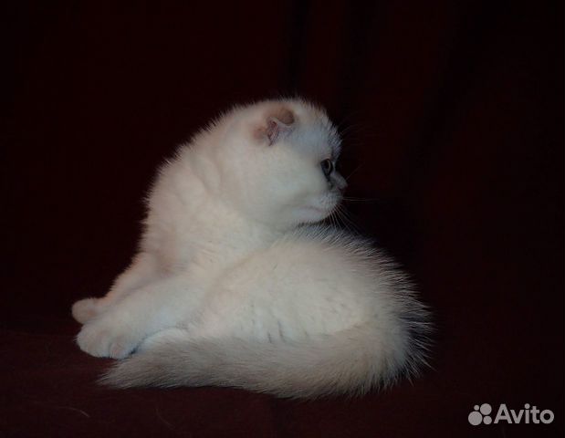 Породистые котята сиамских "золотых" окрасов купить на Зозу.ру - фотография № 5