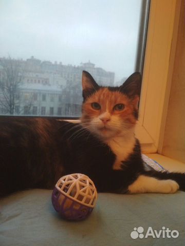 Замечательная кошка Соня Замечательная кошка Соня